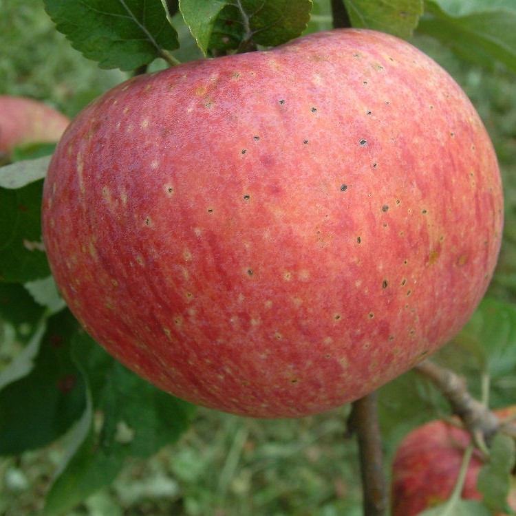 Montana Heritage Orchard Trees for Sale Western Agricultural Research